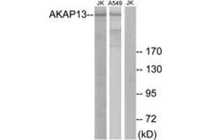 Western Blotting (WB) image for anti-A Kinase (PRKA) Anchor Protein 13 (AKAP13) (AA 721-770) antibody (ABIN2889562) (AKAP13 anticorps  (AA 721-770))