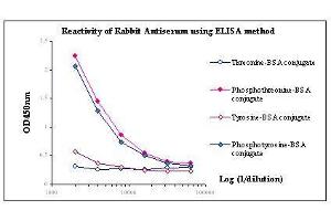 Image no. 1 for anti-Phosphothreonine antibody (ABIN346959) (Phosphothreonine anticorps)