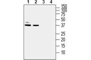 Western blot analysis of human U-87 MG glioblastoma cell line lysate (lanes 1 and 3) and human HT-29 colorectal adenocarcinoma cell line lysate (lanes 2 and 4): - 1, 2. (DARPP32 anticorps  (C-Term, Intracellular))