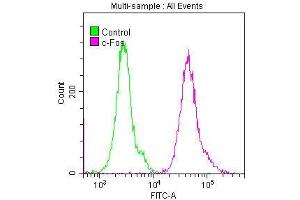 Overlay histogram showing Hela cells stained with ABIN7127496 (red line) at 1:50.