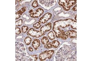 Immunohistochemical staining of human kidney with C16orf53 polyclonal antibody  shows strong cytoplasmic positivity in cells in renal tubules at 1:200-1:500 dilution. (PAGR1 anticorps)