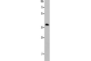 Western Blotting (WB) image for anti-Par-6 Partitioning Defective 6 Homolog alpha (PARD6A) antibody (ABIN2426327)
