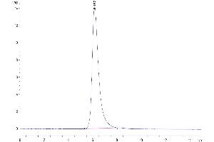 The purity of Cynomolgus MSLN is greater than 95 % as determined by SEC-HPLC.