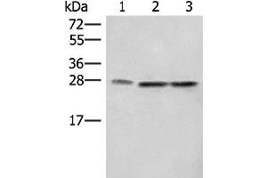 Western blot analysis of A172 LOVO and Hela cell lysates using SEC22B Polyclonal Antibody at dilution of 1:450 (SEC22B anticorps)
