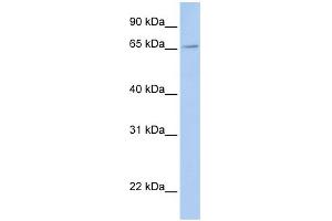 WB Suggested Anti-FXR2 Antibody Titration:  0. (FXR2 anticorps  (Middle Region))