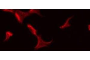 ABIN6275592 staining Hela by IF/ICC. (ATP1B3 anticorps  (Internal Region))