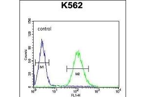 TEX9 Antibody (N-term) (ABIN654569 and ABIN2844274) flow cytometric analysis of K562 cells (right histogram) compared to a negative control cell (left histogram). (TEX9 anticorps  (N-Term))