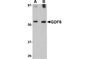 Western Blotting (WB) image for anti-Growth Differentiation Factor 6 (GDF6) (C-Term) antibody (ABIN1030411) (GDF6 anticorps  (C-Term))
