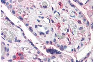 Anti-CD26 antibody  ABIN960766 IHC staining of human placenta.