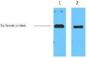 Western Blotting (WB) image for anti-Trx Tag antibody (ABIN3178571) (Trx Tag anticorps)