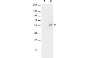 Western Blot of Mouse anti-AKT antibody.