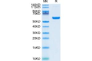 SARS-COV-2 Spike RBD on Tris-Bis PAGE under reduced condition. (SARS-CoV-2 Spike Protein (RBD) (Fc Tag))