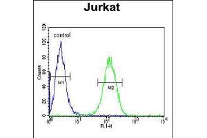 Flow cytometric analysis of Jurkat cells (right histogram) compared to a negative control cell (left histogram). (UTP6 anticorps  (N-Term))