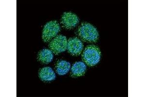 Confocal immunofluorescent analysis of BTK antibody with 293 cells followed by Alexa Fluor 488-conjugated goat anti-rabbit lgG (green).