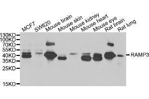 Western blot analysis of extracts of various cell lines, using RAMP3 antibody (ABIN5974058) at 1/1000 dilution. (RAMP3 anticorps)