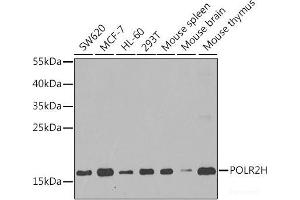 Western blot analysis of extracts of various cell lines using POLR2H Polyclonal Antibody at dilution of 1:1000. (POLR2H anticorps)