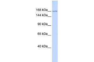 WB Suggested Anti-ZBTB40 Antibody Titration:  0. (ZBTB40 anticorps  (Middle Region))
