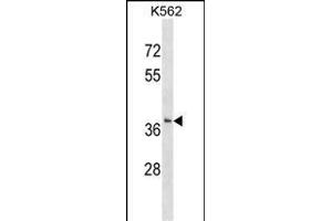 SMUG1 Antibody (N-term) (ABIN1539380 and ABIN2849039) western blot analysis in K562 cell line lysates (35 μg/lane). (SMUG1 anticorps  (N-Term))