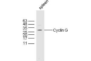 Mouse spleen lysates probed with Rabbit Anti-Cyclin G Polyclonal Antibody, Unconjugated  at 1:300 overnight at 4˚C.