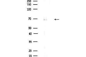 Western blot analysis of lysates from Mouse brain, using B Antibody at 1/1000 dilution.