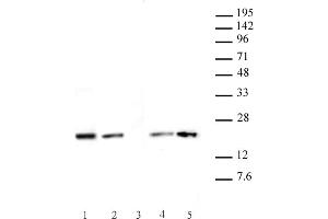 Histone H3. (Histone H3.1 anticorps  (AA 21-39))