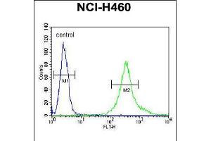 Flow cytometric analysis of NCI-H460 cells (right histogram) compared to a negative control cell (left histogram). (LPPR4 anticorps  (C-Term))