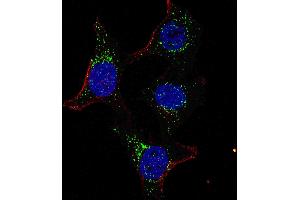 Fluorescent confocal image of HeLa cells stained with PDK4 (C-term) antibody. (PDK4 anticorps  (C-Term))