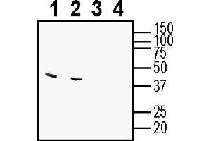 Galanin Receptor 1 (GALR1) peptide