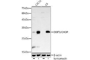 Western blot analysis of extracts of various cell lines, using DDIT3/CHOP antibody  at 1:1000 dilution. (DDIT3 anticorps)