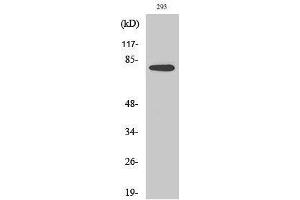 Western Blotting (WB) image for anti-Transforming, Acidic Coiled-Coil Containing Protein 3 (TACC3) (C-Term) antibody (ABIN3177599) (TACC3 anticorps  (C-Term))