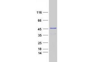 Validation with Western Blot