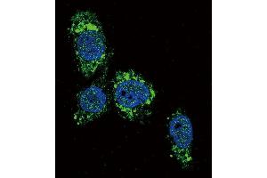 Confocal immunofluorescent analysis of GCK Antibody (N-term) (ABIN392390 and ABIN2842018) with HepG2 cell followed by Alexa Fluor 488-conjugated goat anti-rabbit lgG (green). (GCK anticorps  (N-Term))