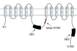 Representative domain view of the target of ABIN7884778.