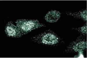 Immunofluorescent staining of HeLa cells. (CD40 anticorps  (AA 71-187))