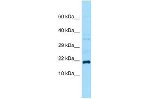 Host:  Rabbit  Target Name:  Grem1  Sample Type:  Mouse Testis lysates  Antibody Dilution:  1. (GREM1 anticorps  (C-Term))