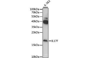 Western blot analysis of extracts of various cell lines, using IL17F antibody (ABIN6128141, ABIN6142320, ABIN6142321 and ABIN6222150) at 1:1000 dilution. (IL17F anticorps  (AA 31-163))