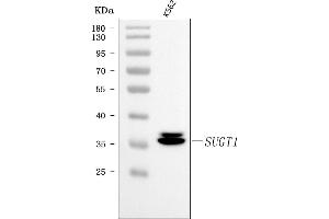 Western blot analysis of SUGT1 using anti-SUGT1 antibody (ABIN7600820).