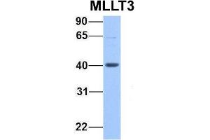 Host:  Rabbit  Target Name:  MLLT3  Sample Type:  721_B  Antibody Dilution:  1. (AF9 anticorps  (C-Term))