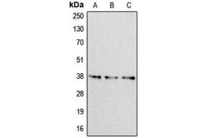 Western blot analysis of Apolipoprotein F expression in HeLa (A), NIH3T3 (B), H9C2 (C) whole cell lysates. (Apolipoprotein F anticorps  (C-Term))