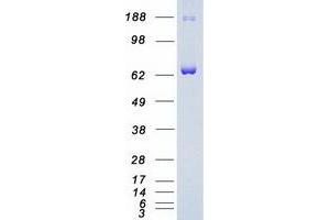 Validation with Western Blot