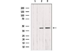 Western blot analysis of extracts from various samples, using MMP23 Antibody.