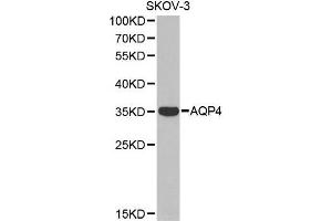 Western blot analysis of extracts of SKOV-3 cell line, using AQP4 antibody. (Aquaporin 4 anticorps  (AA 244-323))