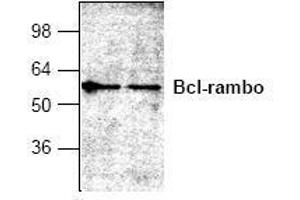 Image no. 1 for anti-BCL2-Like 13 (Apoptosis Facilitator) (BCL2L13) antibody (ABIN127304) (BCL2L13 anticorps)