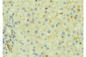 ABIN6276983 at 1/100 staining Mouse liver tissue by IHC-P. (MSMB anticorps  (Internal Region))