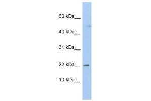 C19orf25 antibody used at 1. (C19orf25 anticorps  (N-Term))