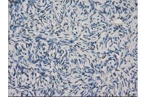 Image no. 9 for anti-Fc gamma RII (CD32) antibody (ABIN1497255) (Fc gamma RII (CD32) anticorps)