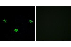 P-peptide - +Immunofluorescence analysis of LOVO cells, using HNF4α (Phospho-Ser313) antibody. (HNF4A anticorps  (pSer313))