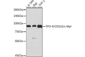Western blot analysis of extracts of various cell lines, using TPO-R/CD110/c-Mpl Rabbit mAb (ABIN7268727) at 1:1000 dilution.