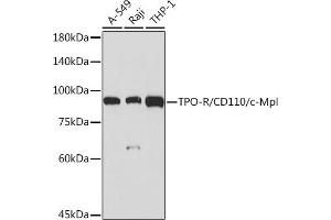 Western blot analysis of extracts of various cell lines, using TPO-R/CD110/c-Mpl Rabbit mAb (ABIN7268727) at 1:1000 dilution. (MPL anticorps)