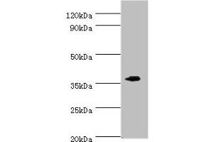 Western blot All lanes: EFNB2 antibody at 6 μg/mL + Mouse kidney tissue Secondary Goat polyclonal to rabbit IgG at 1/10000 dilution Predicted band size: 37 kDa Observed band size: 37 kDa (Ephrin B2 anticorps  (AA 28-229))